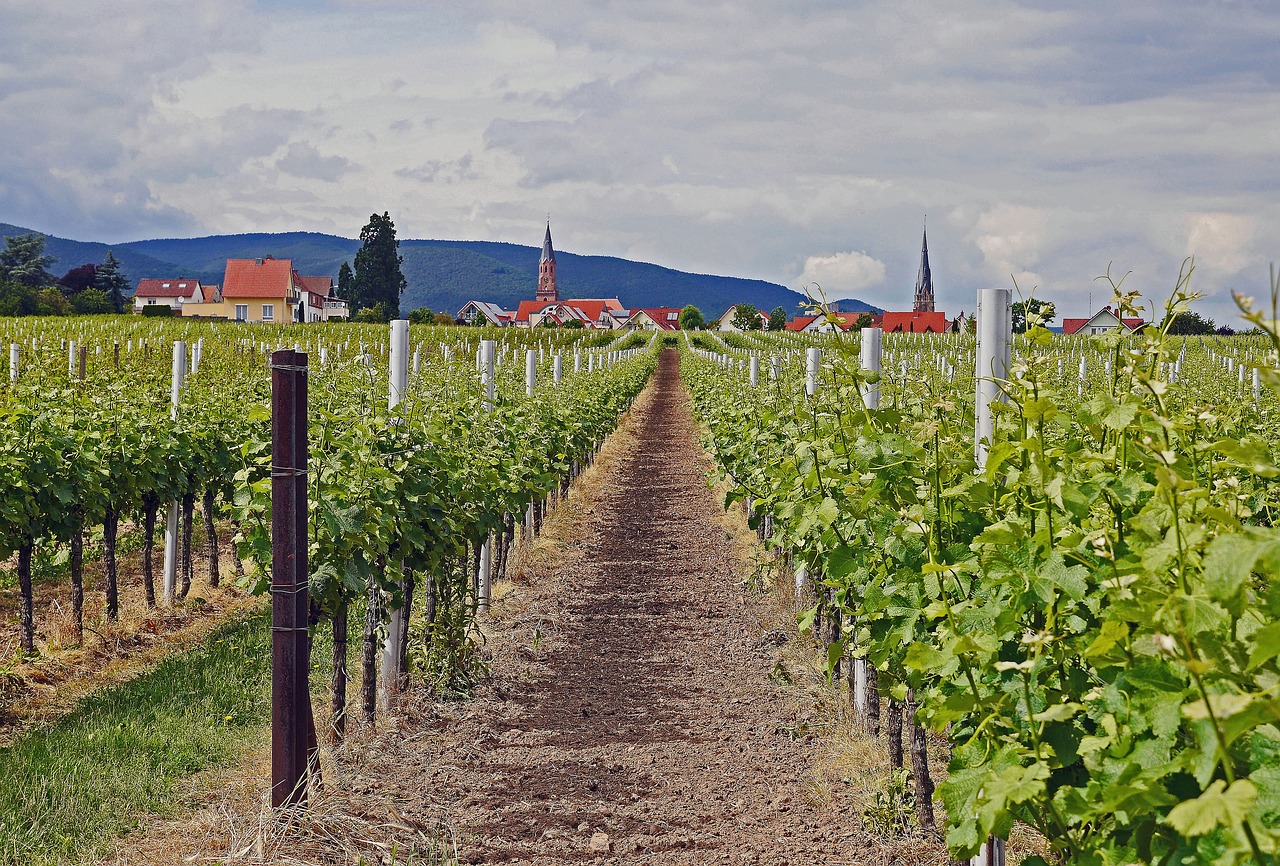 champ-de-vignes