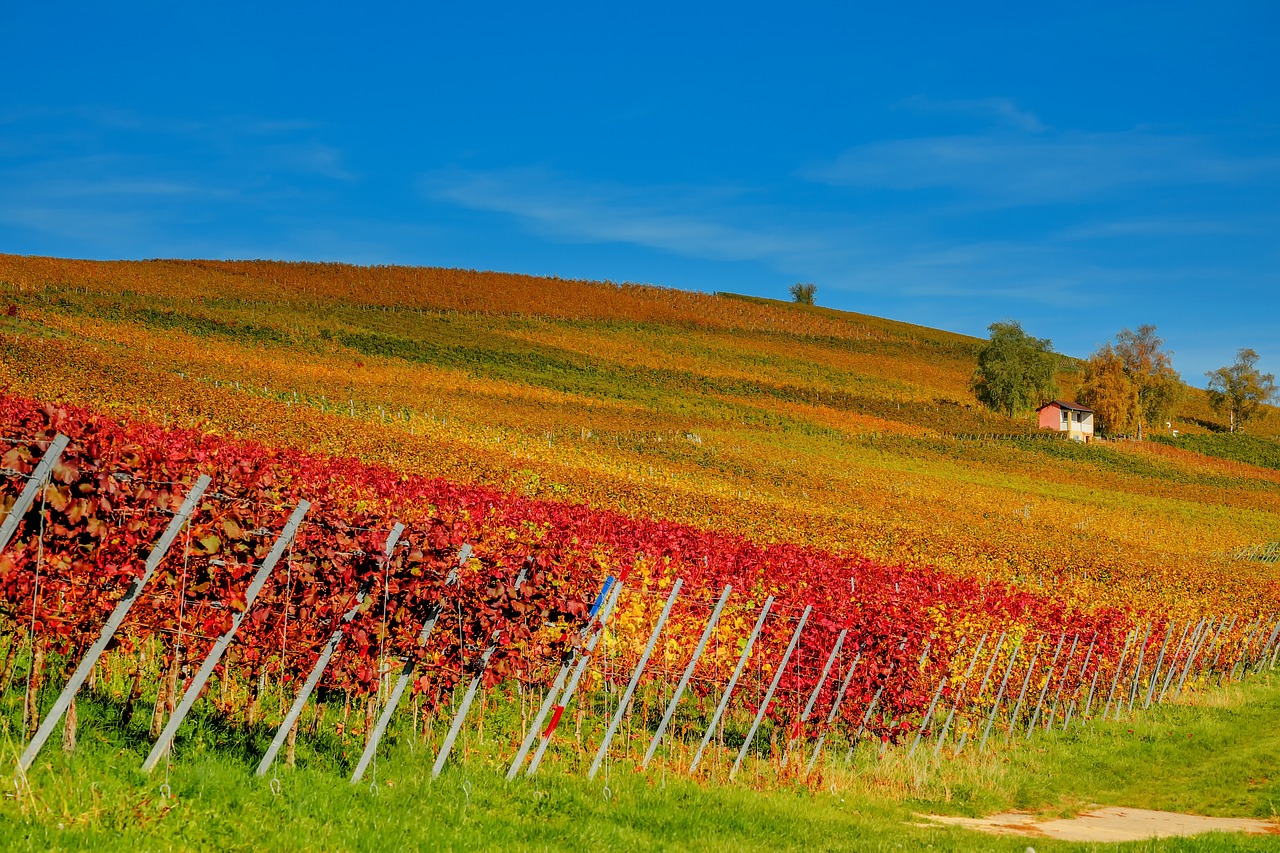 champ-de-vignes