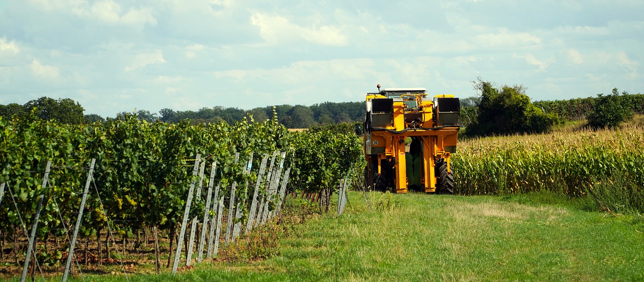 vendanges