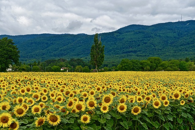 champ de tournesol