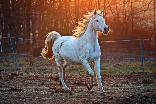 Cheval dans un pré