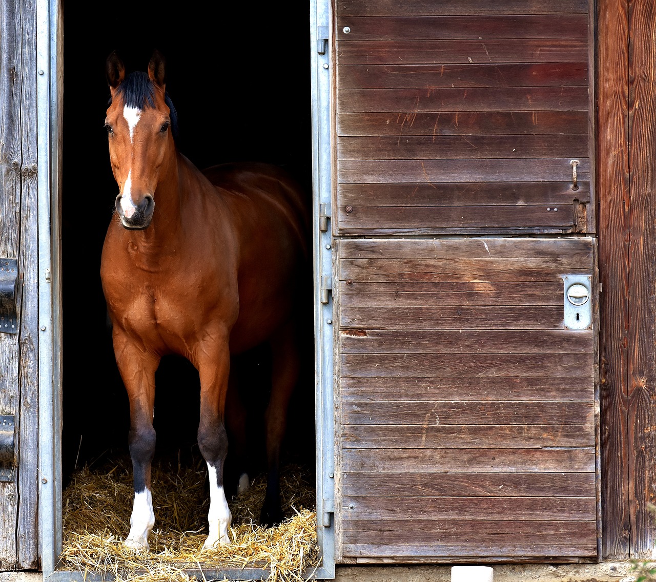 Cheval dans un boxe 