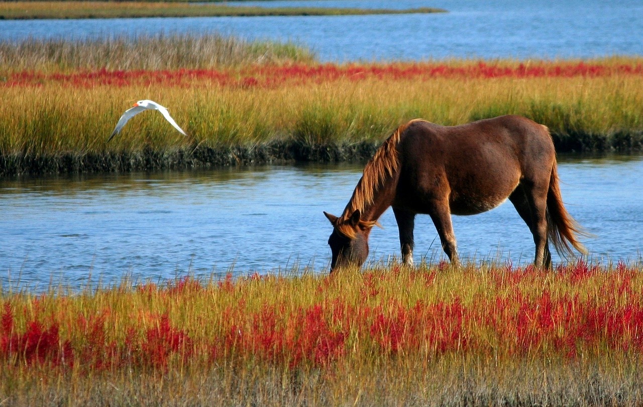 Cheval au bord d'un lac 