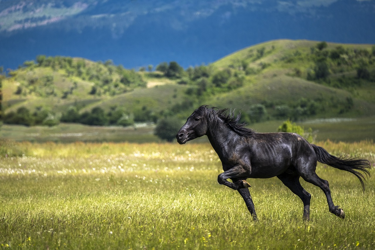 Cheval dans un pré