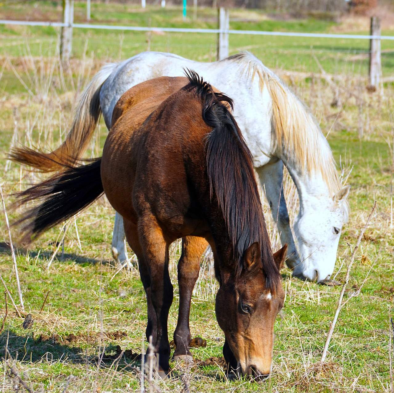 Chevaux 