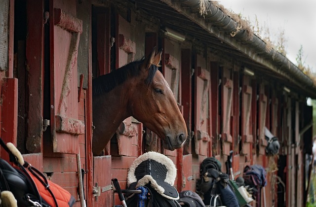 Cheval dans un boxe 