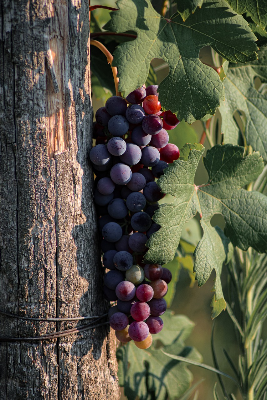 grappes-de-vignes