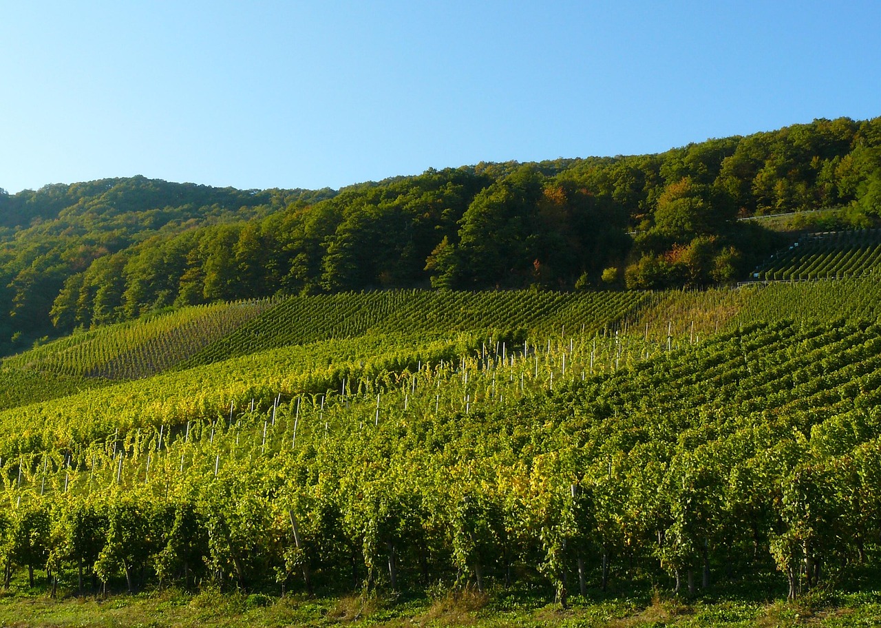 champ-de-vignes