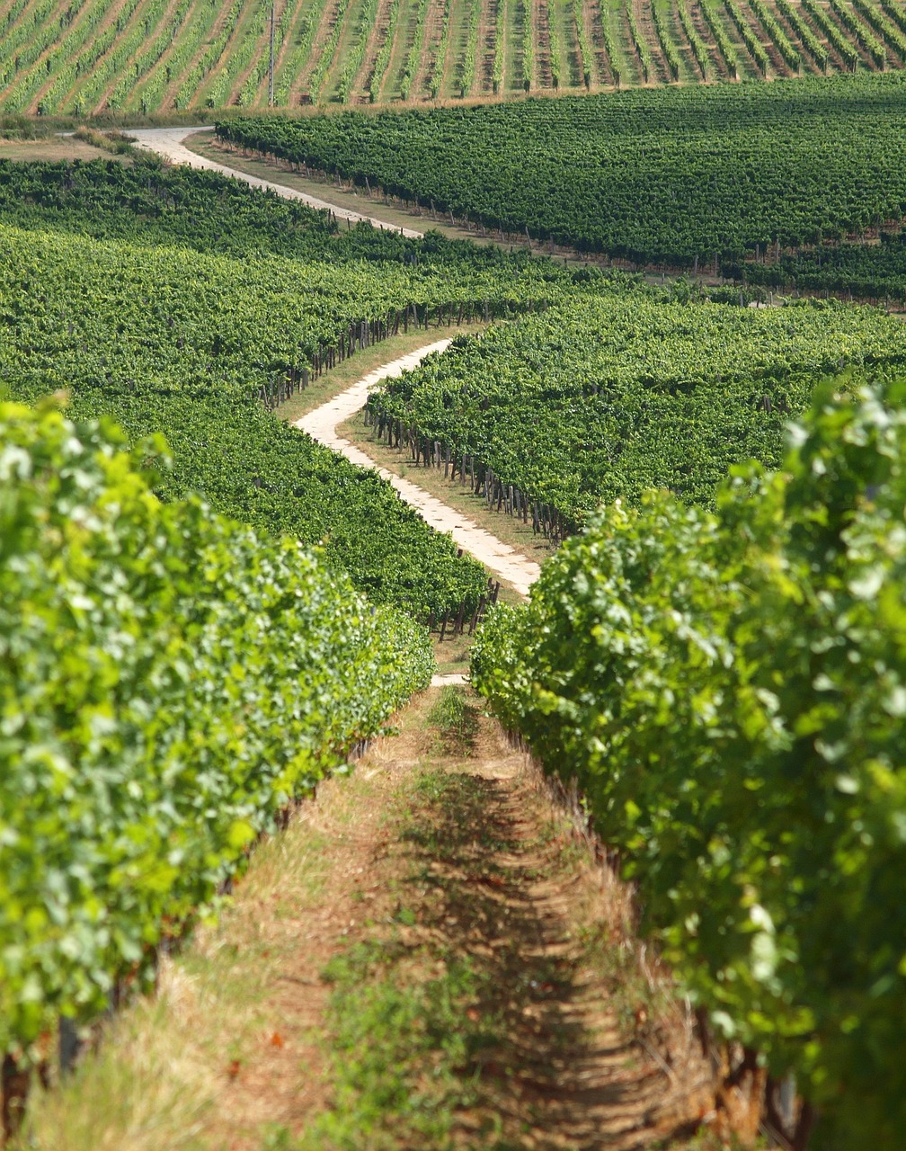 champ-de-vignes