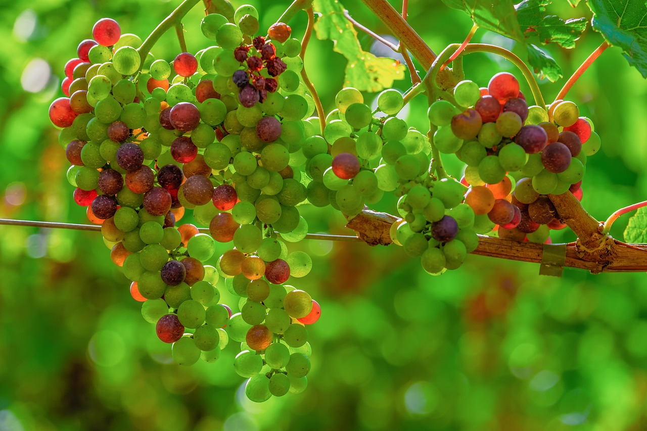 grappes-de-raisins