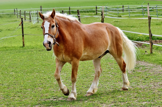 Cheval dans un pré