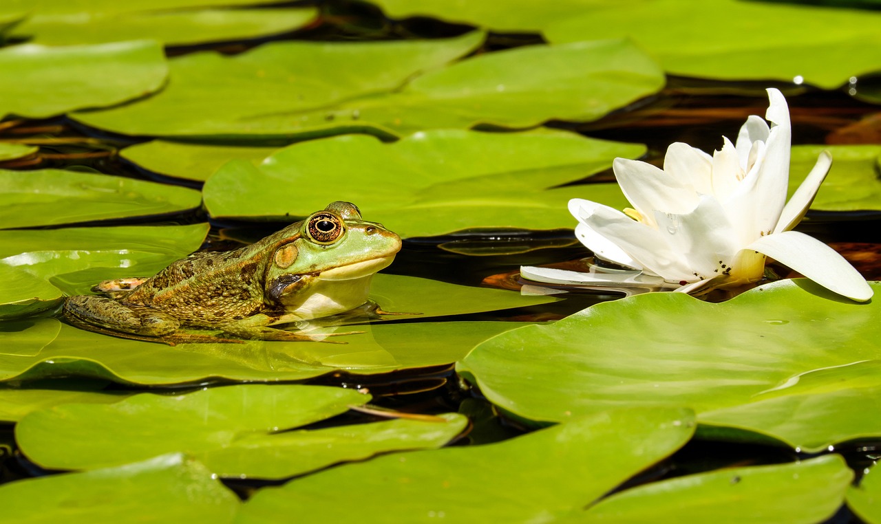 nenuphar-avec-grenouille