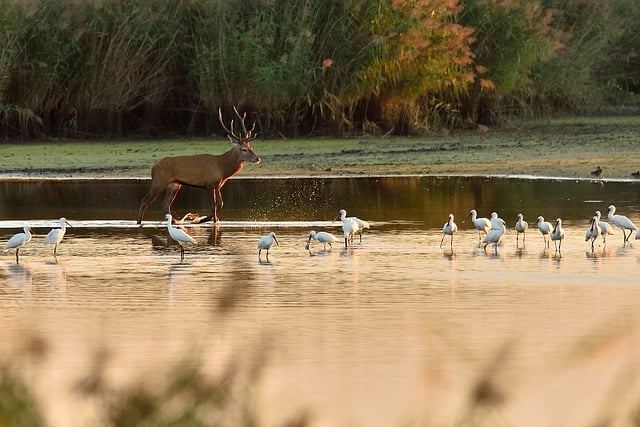 animaux-et-etang