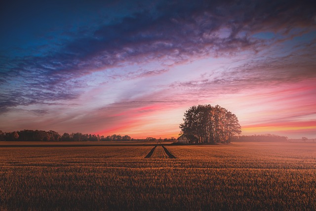 champ de blé avec couché de soleil