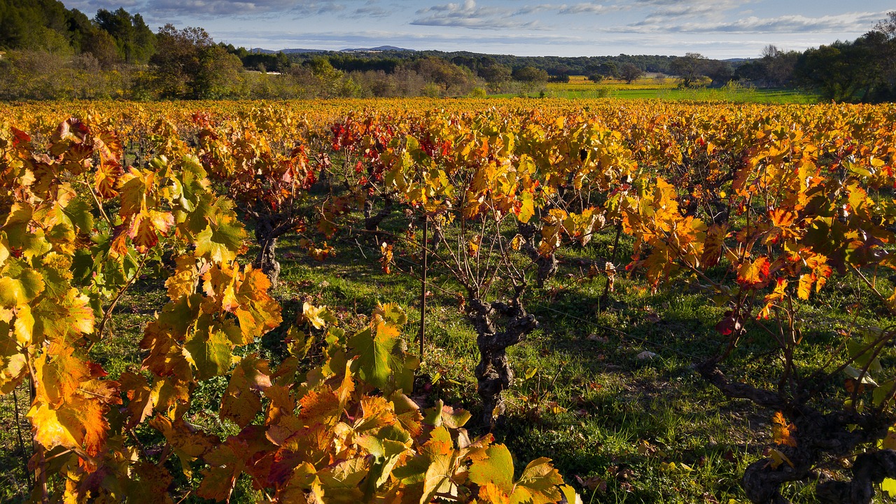 champ-de-vignes