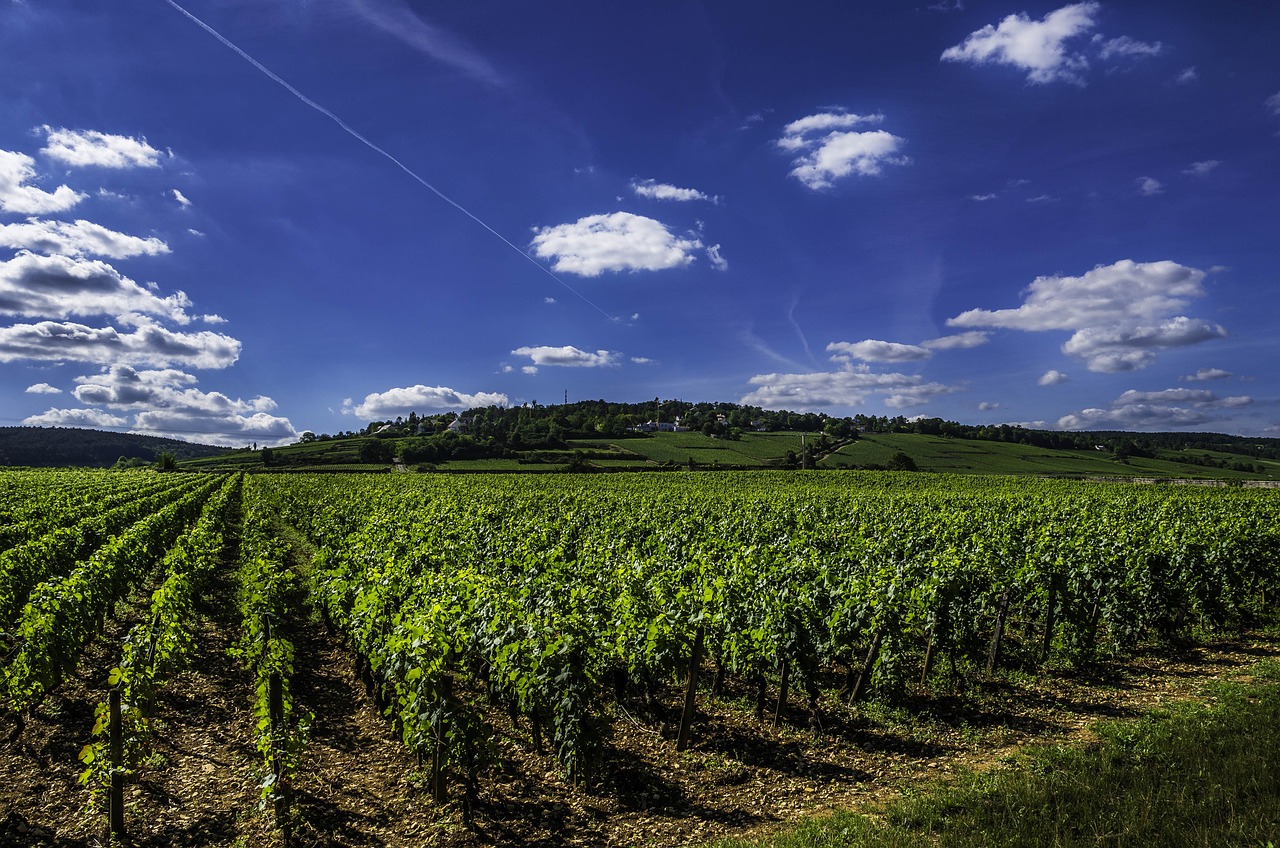 champ-de-vignes