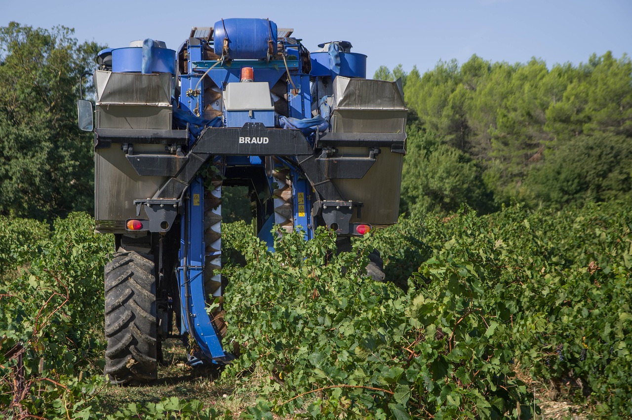 vendanges