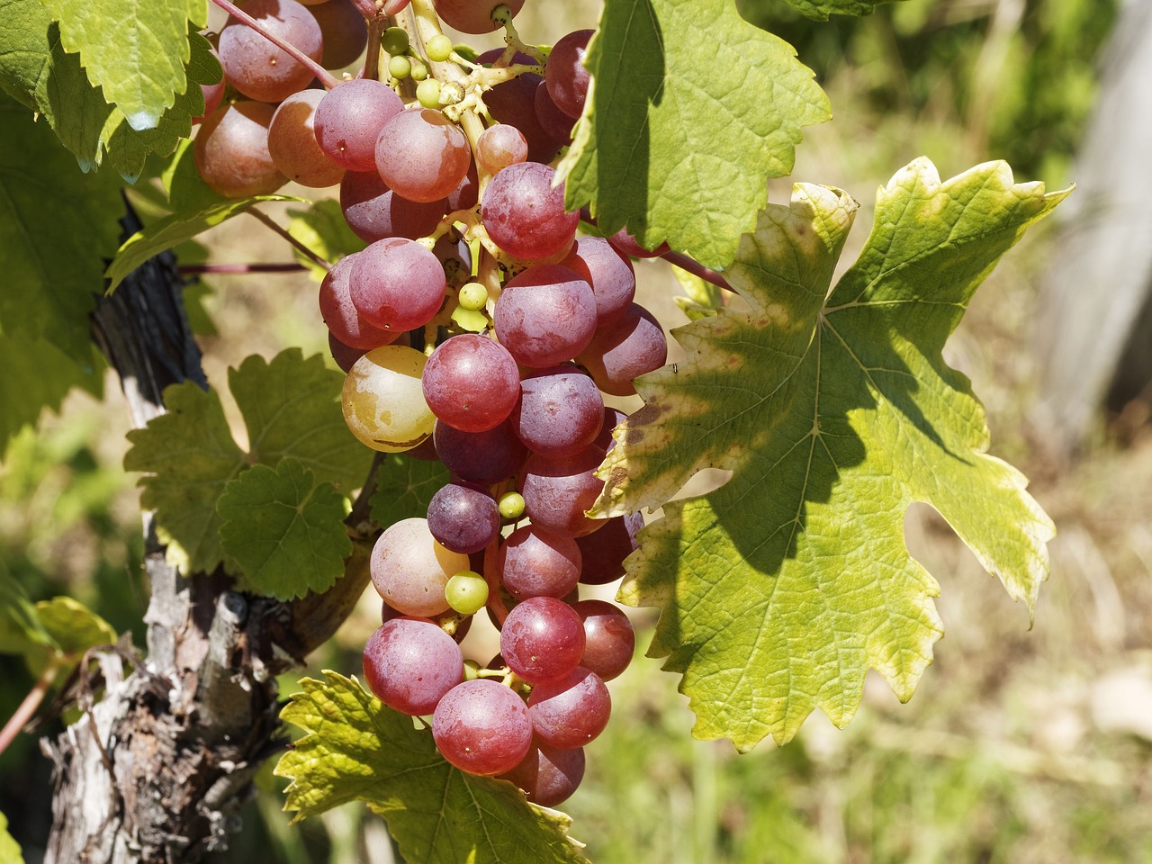 grappes-de-raisins