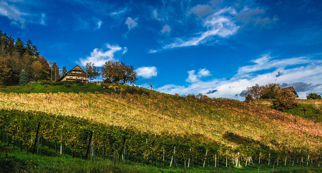 champ-de-vignes