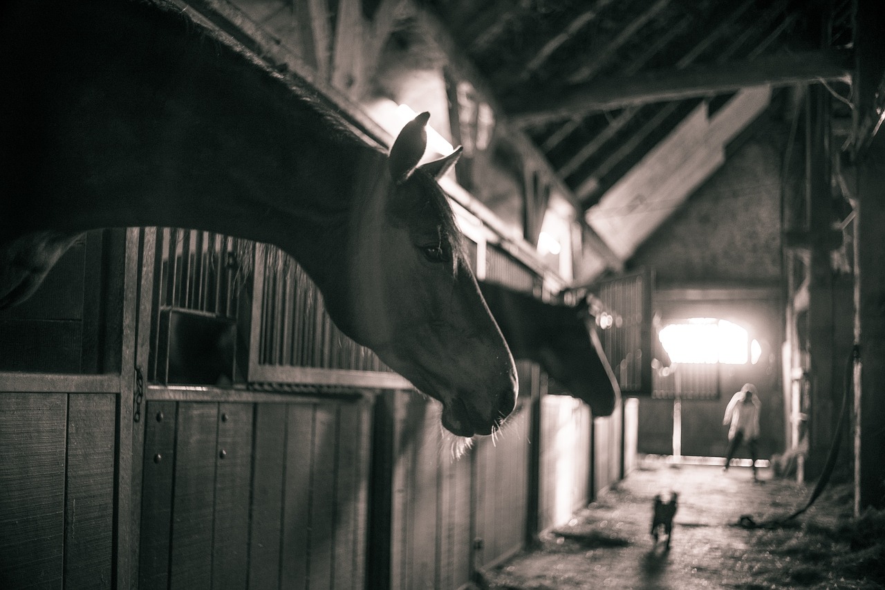 Boxes avec chevaux 