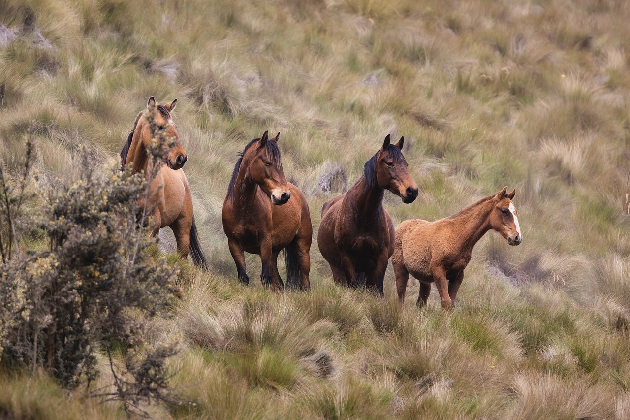 Chevaux 