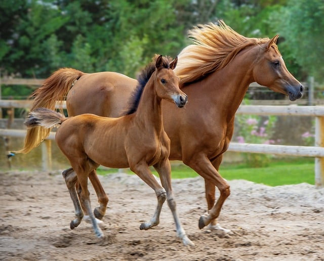 Cheval et sa jument 