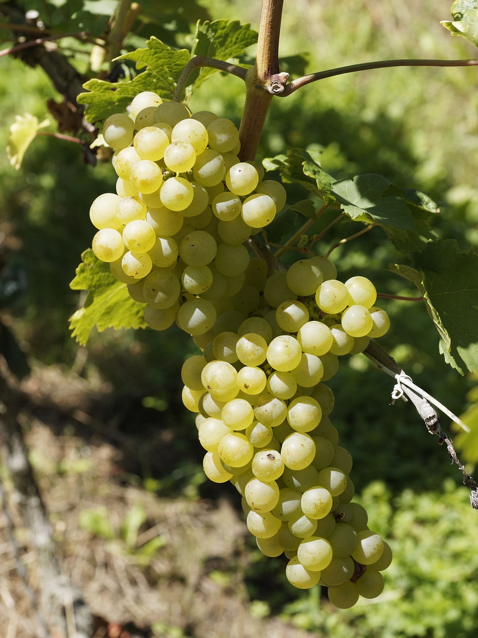 grappes-de-raisins-blancs