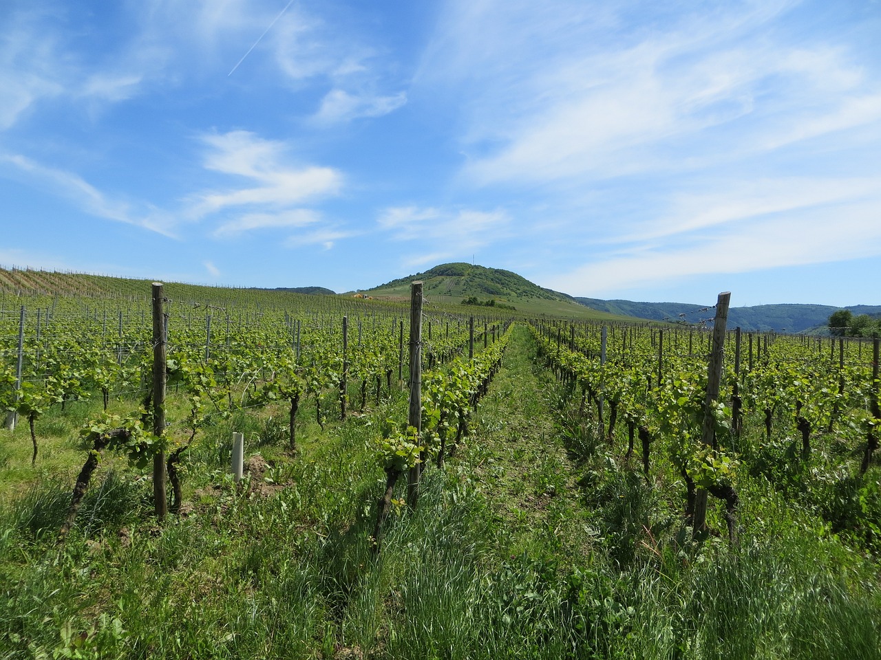 champ-de-vignes