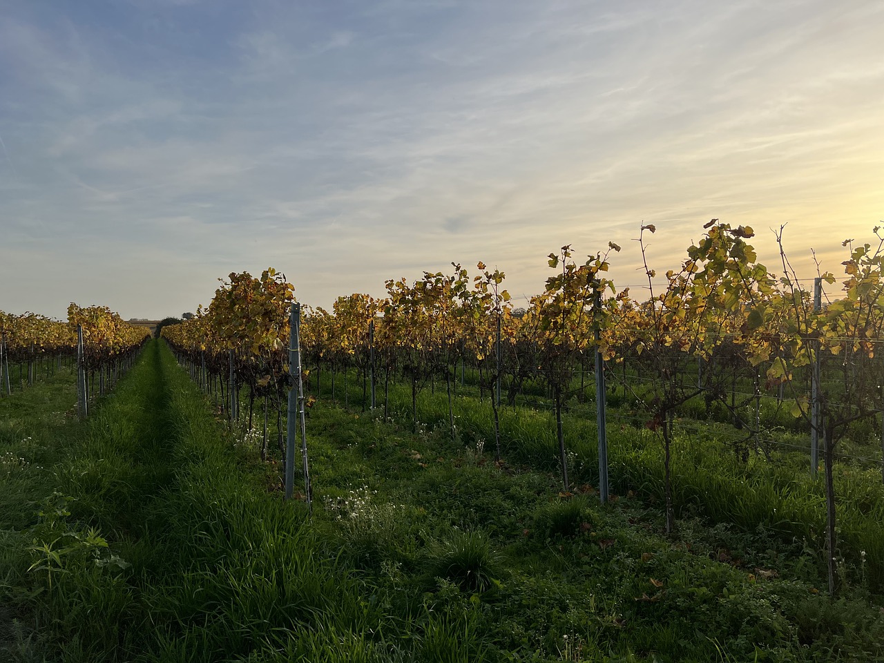 champ-de-vignes