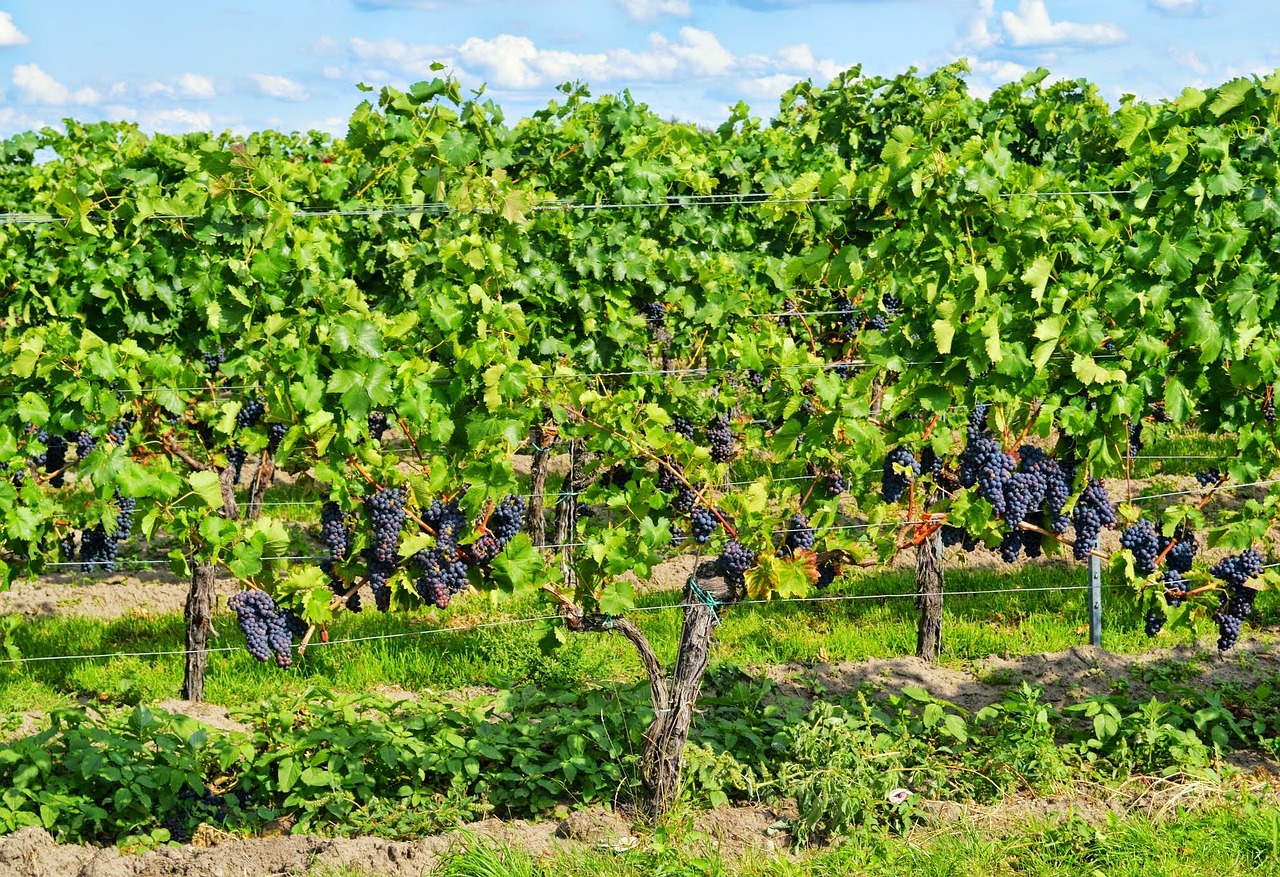 champ-de-vignes