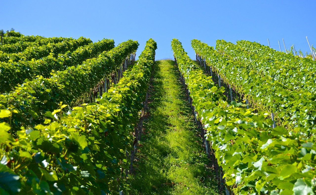 champ-de-vignes