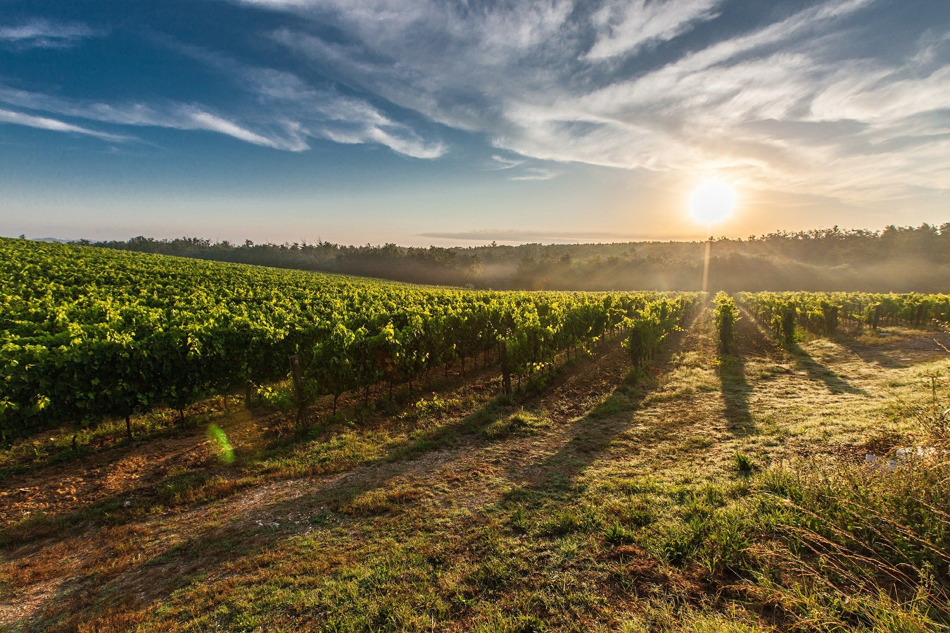 Vignoble coucher de soleil