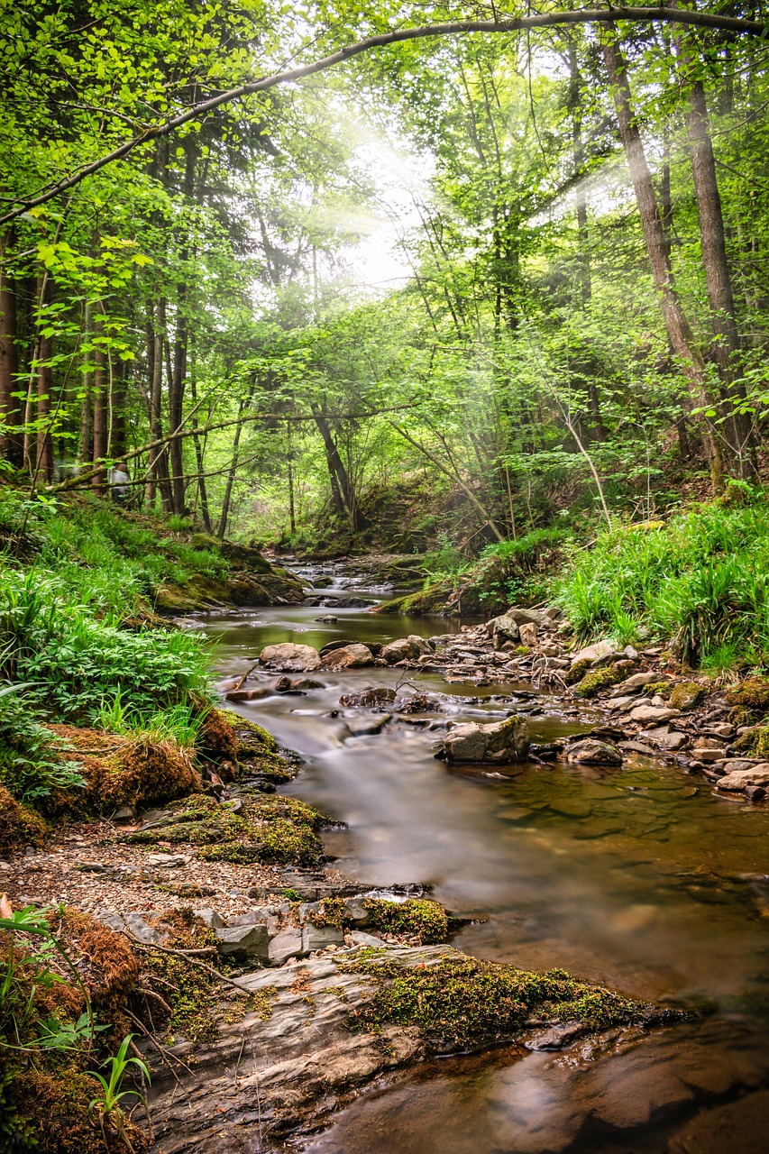 foret-avec-ruisseau