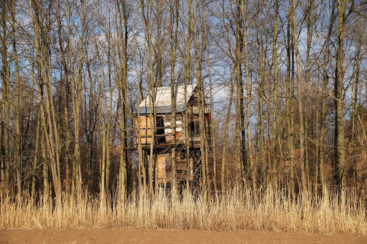 Cabane dans les arbres