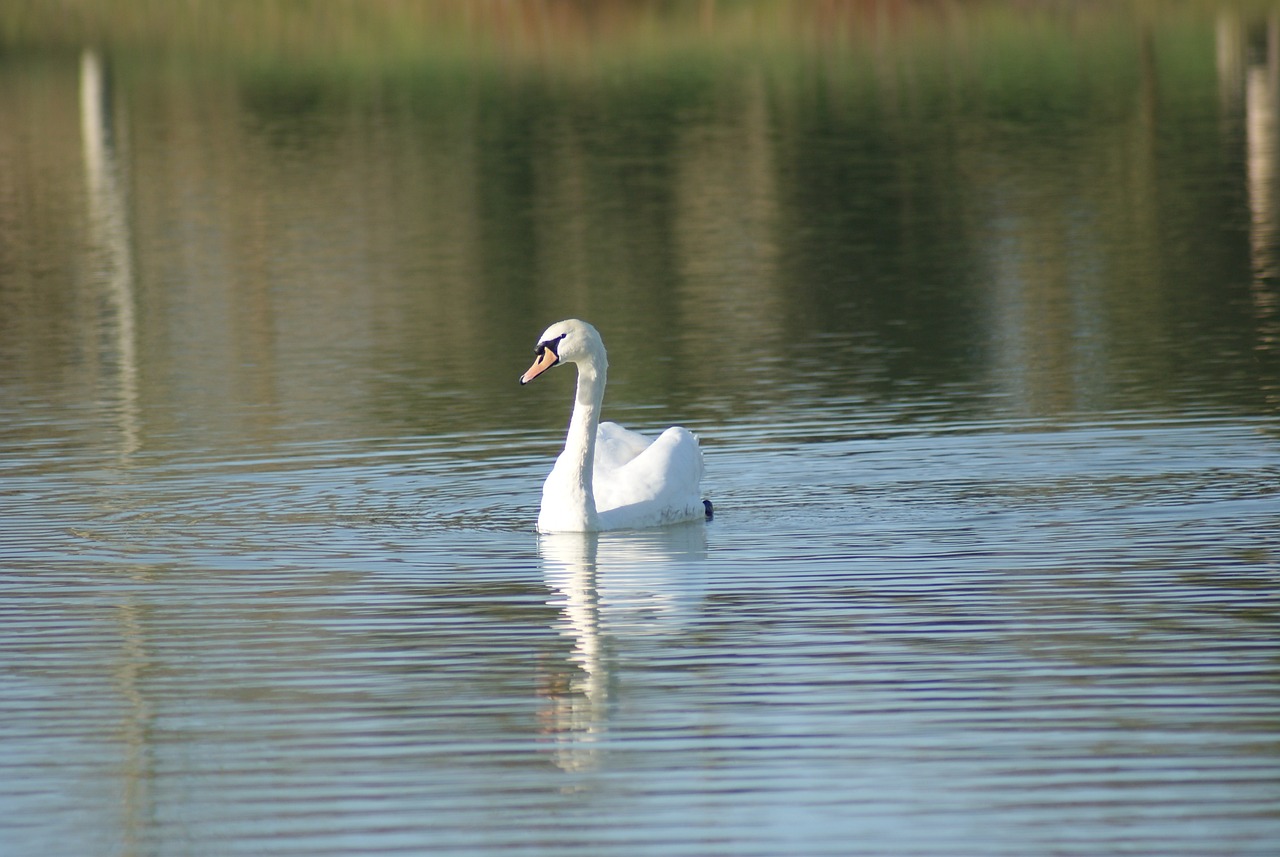 cigne-sur-un-etang