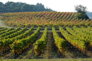 Photos 1 - Vineyard - Projet d'aide à l'installation ou au développement