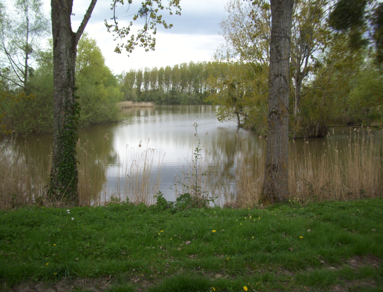 Photos 6 - Forest - 16 Ha property with two ponds