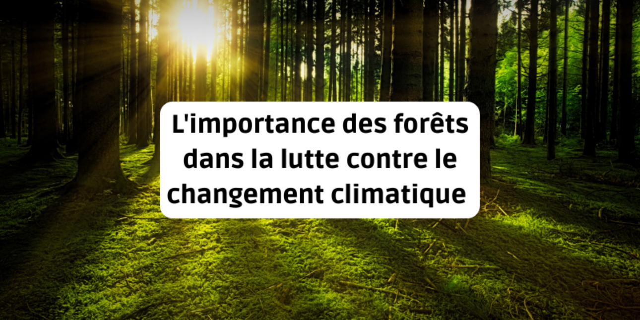 L'importance des forêts dans la lutte contre le changement climatique