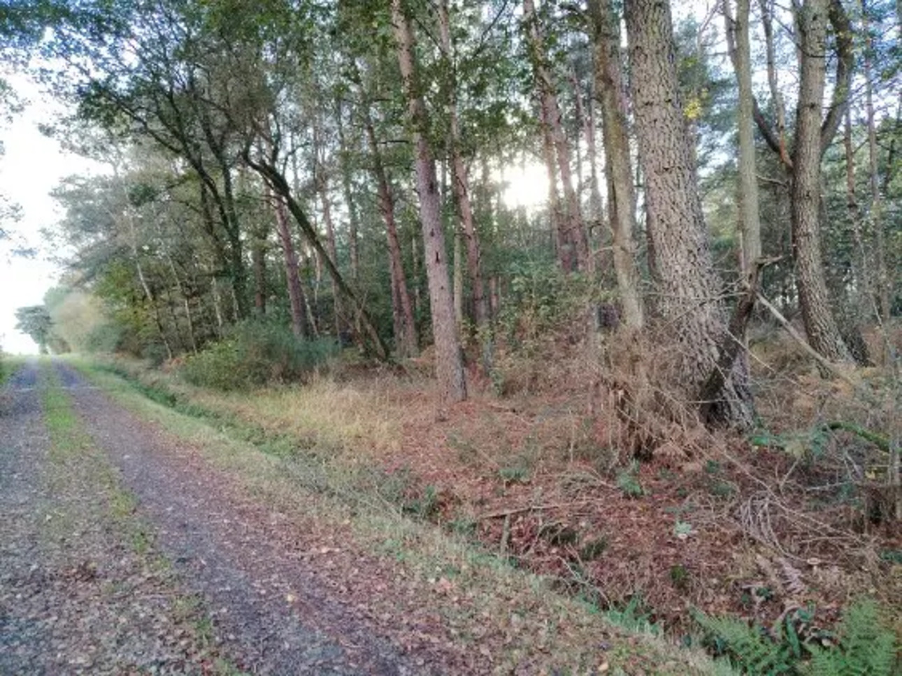 Photos 4 - Forestière - 2 parcelles de bois