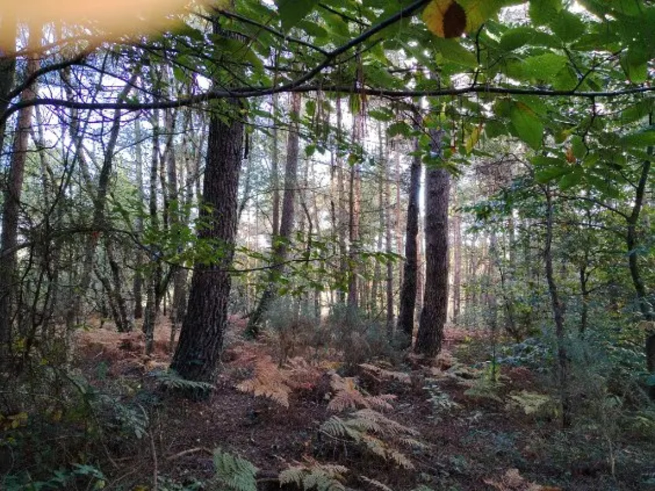 Photos 5 - Forestière - 2 parcelles de bois