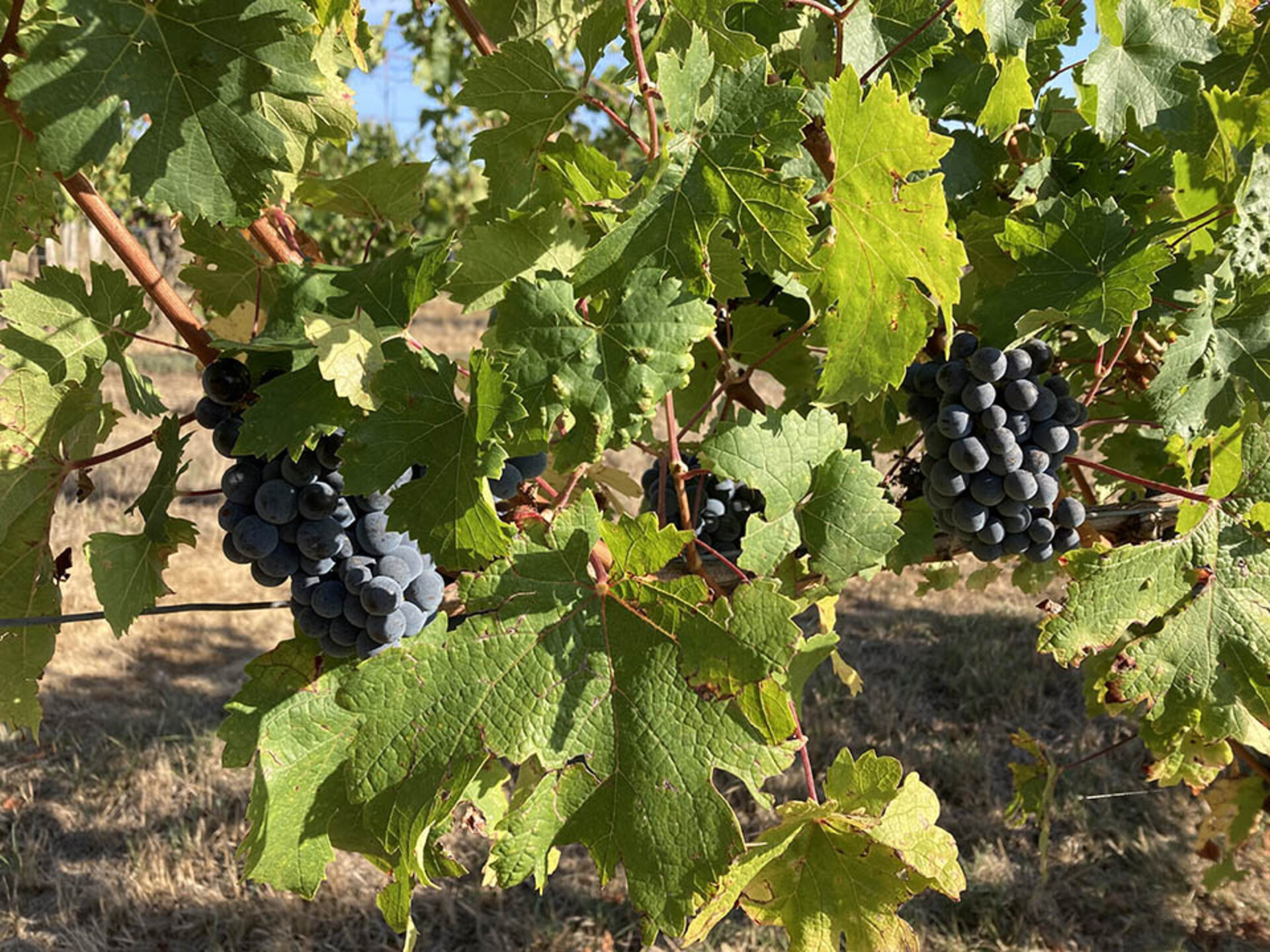 Photos 7 - Prestige - Château du XVIIo avec vignobles, gites & écuries sur 115Hect