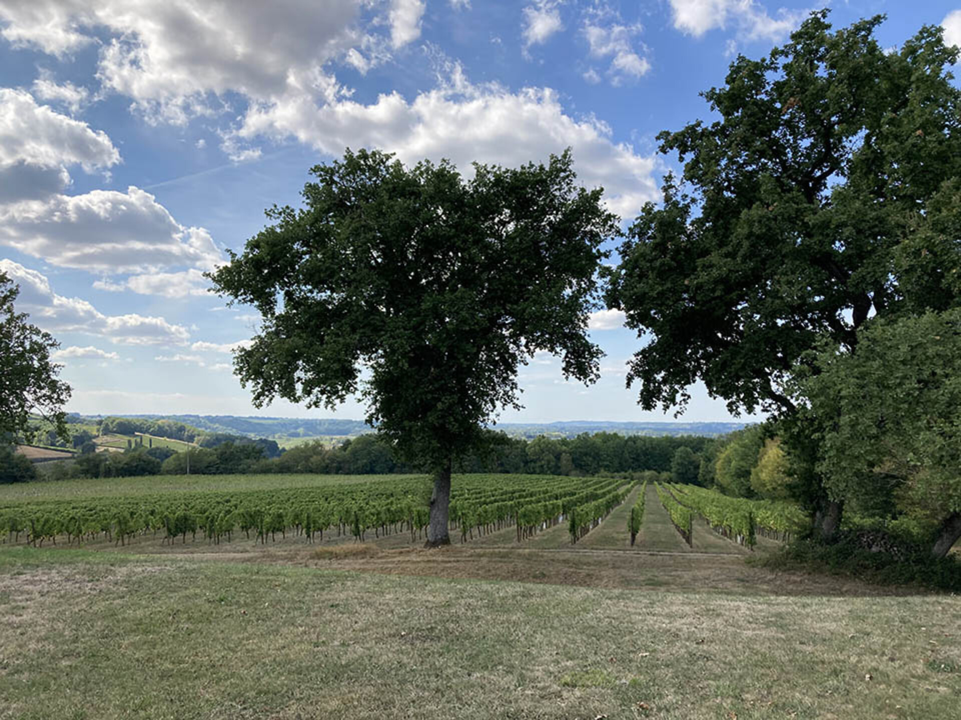 Photos 10 - Prestige - Château du XVIIo avec vignobles, gites & écuries sur 115Hect