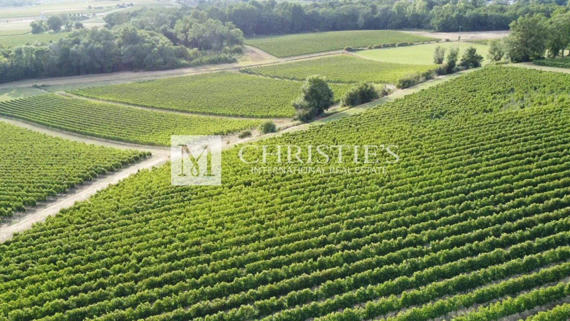 Photos 3 - Vineyard - For sale beautiful 18-ha vinyard estate in a dominant position overlooking the vineyard valley. Just