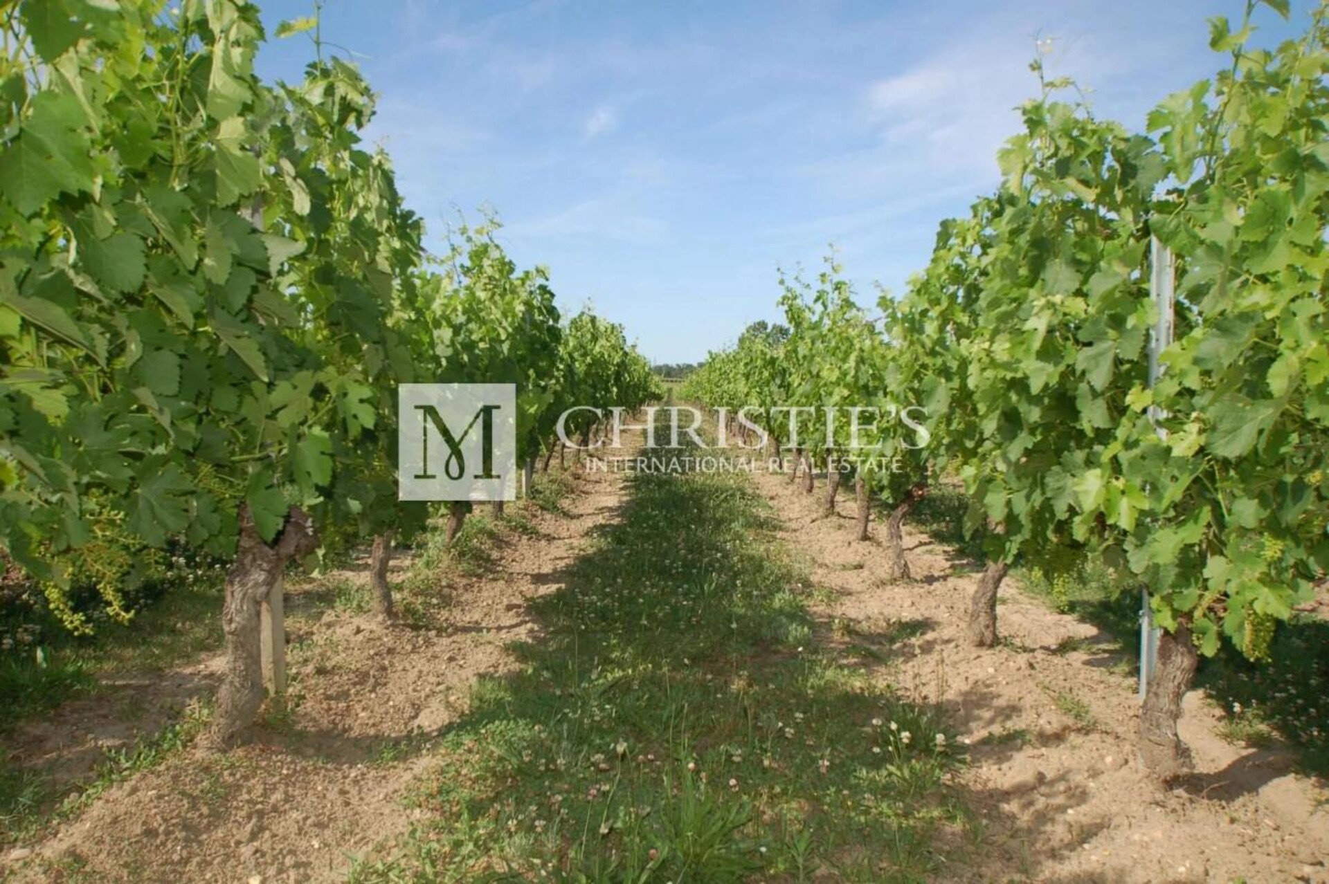 Photos 8 - Prestigious - Lovely vineyard estate for sale set up on 11 ha with 3 ha of vine.