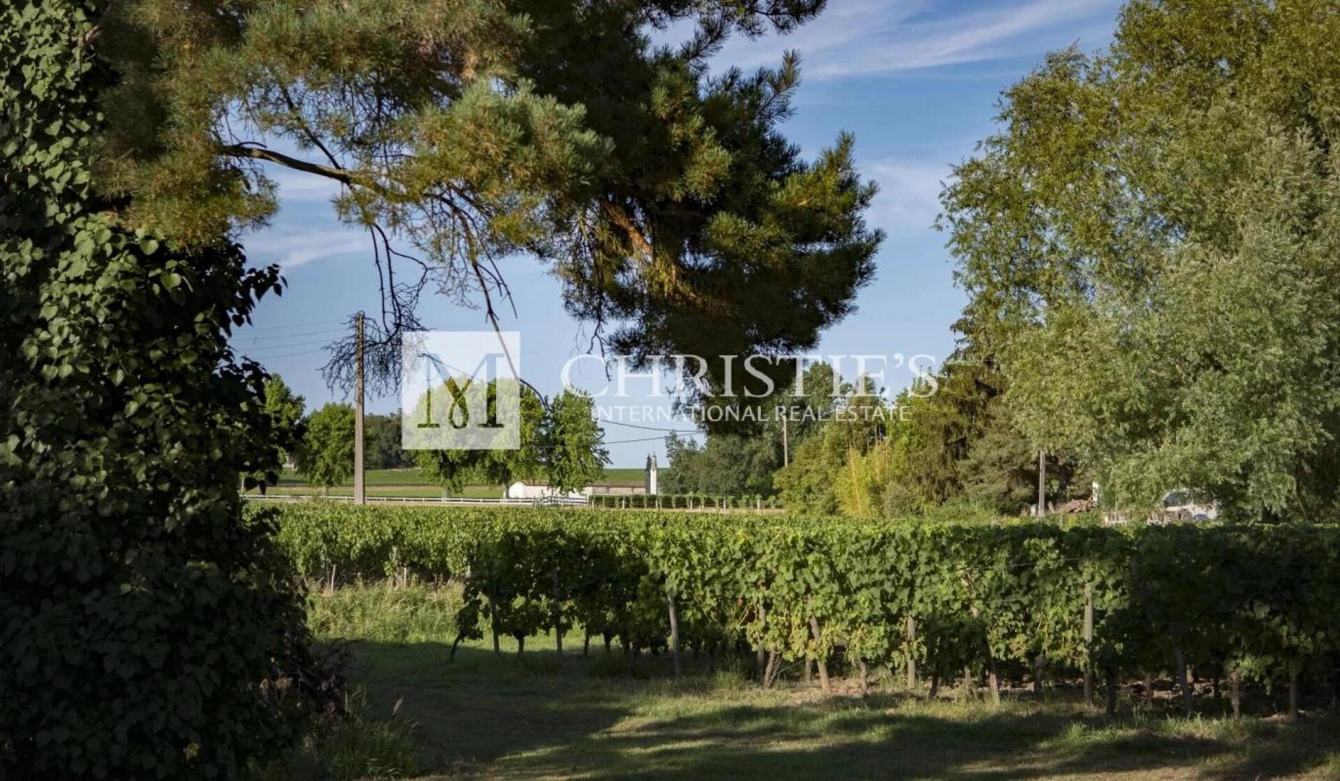 Photos 4 - Vineyard - Very well-located Bordeaux vineyard estate