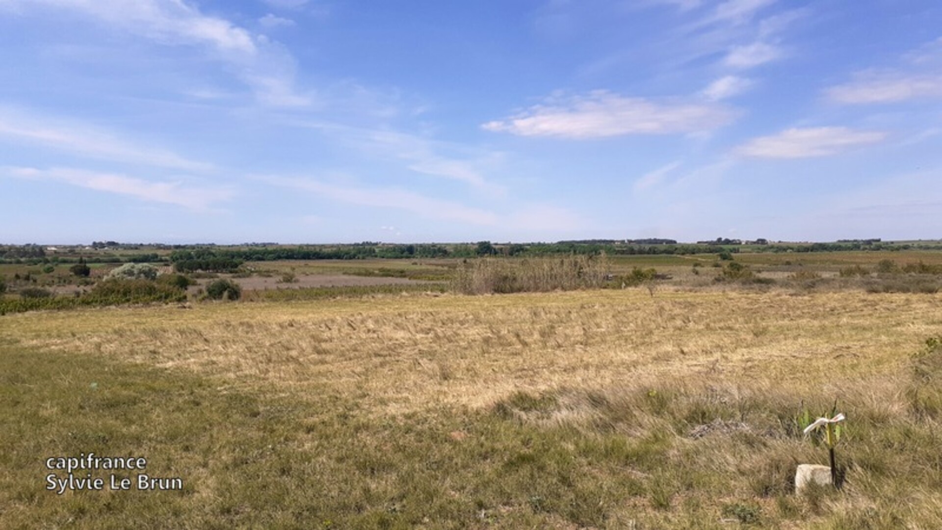 Photos 2 - Foncière - Dpt Hérault (34), à vendre MARSEILLAN ville terrain agricole plat, vacances, soleil, mer