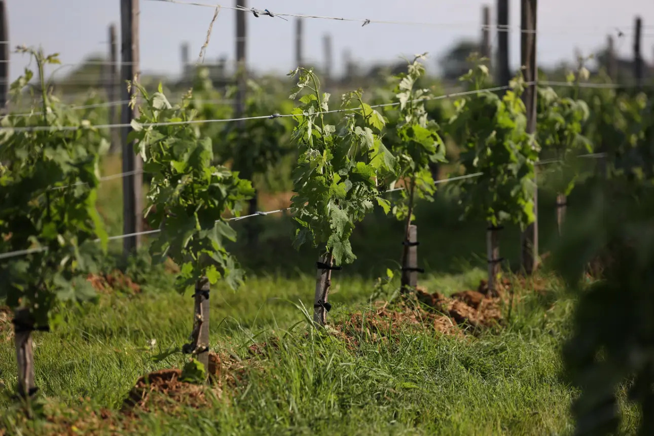 Photos 1 - Vineyard - Vines in AOC Saint-Emilion