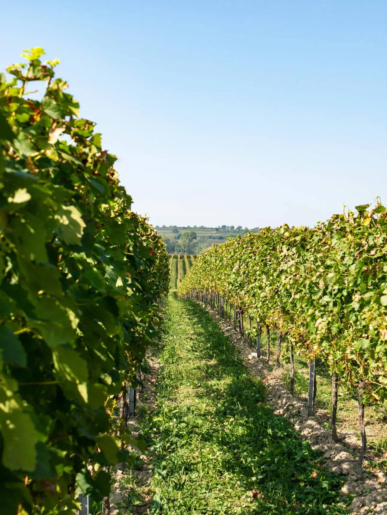 Photos 1 - Vineyard - Vines in AOC Montagne Saint-Emilion