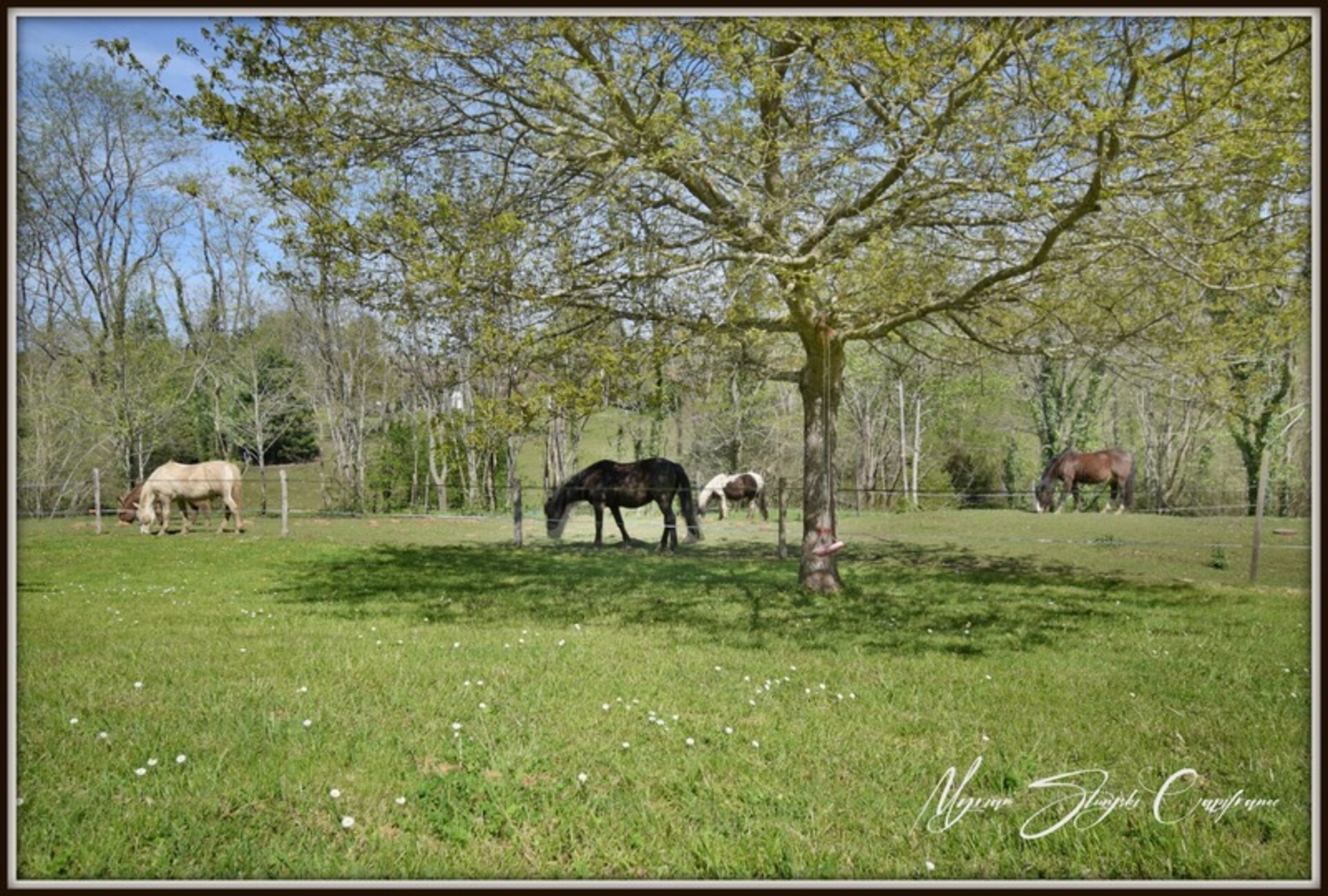 Photos 2 - Prestigious - Dpt Landes (40), for sale CAPBRETON Charming property in a quiet area.