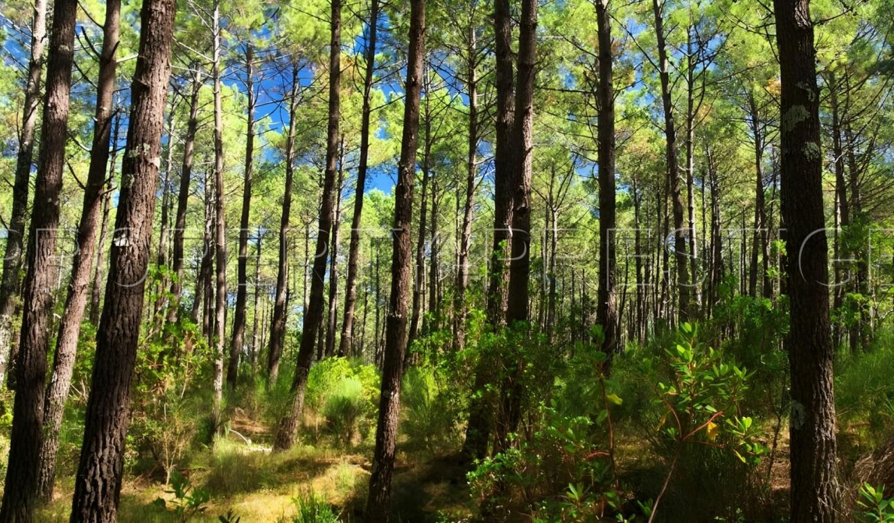 Photos 1 - Forestière - LANDES EXPLOITATION FORESTIERE 86 HA